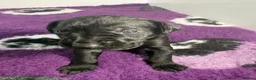 Mixed Breed dogs for sale: READY TO LEAVE! GWP X Labrador puppies - Advert 34