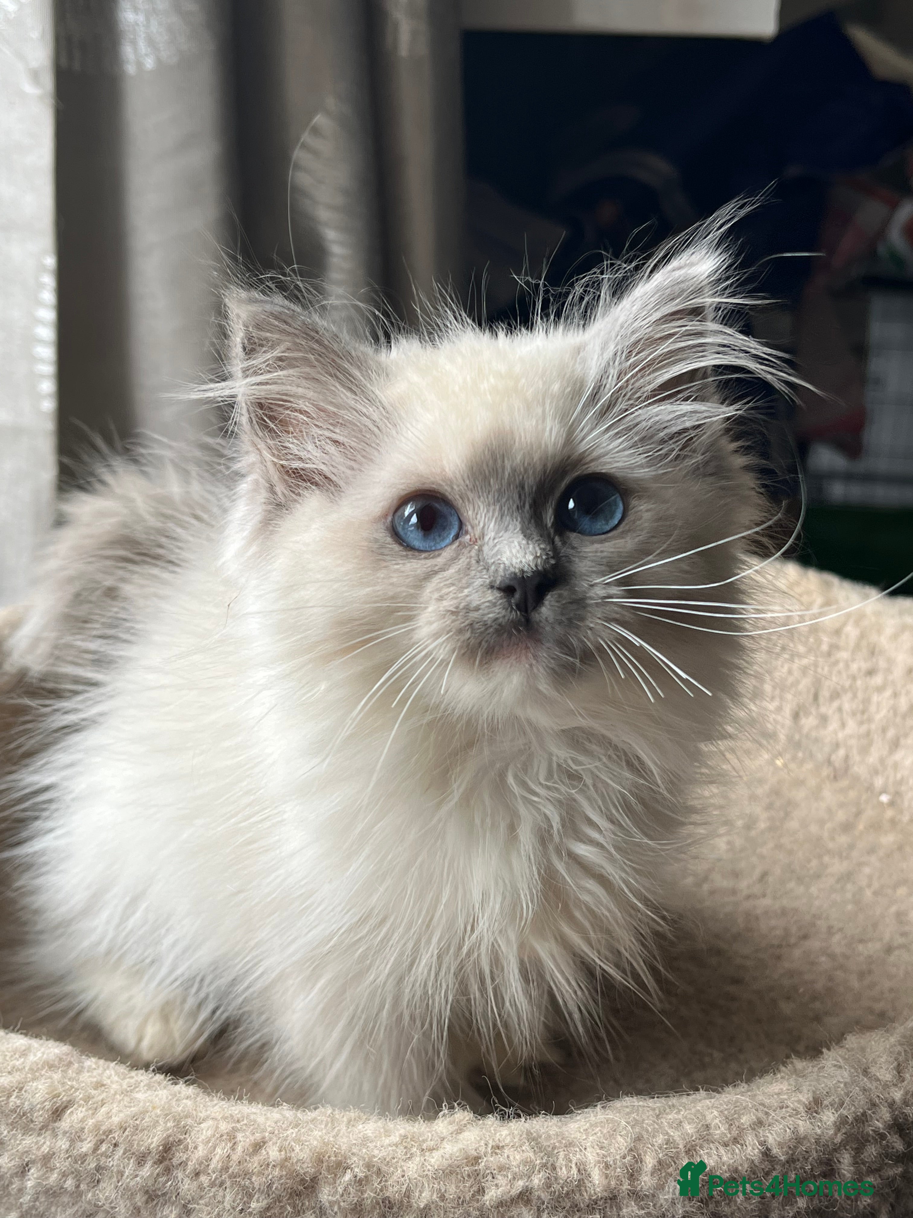 Ragdoll cats ❤️ Gorgeous ragdoll kittens ❤️ - Advert 3