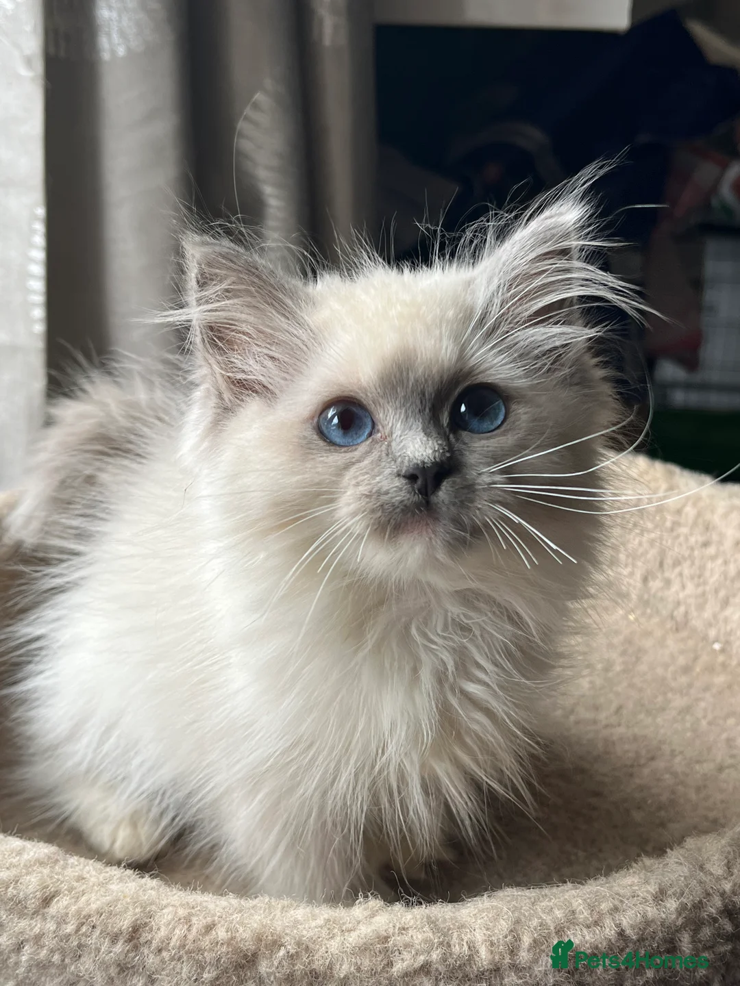 Ragdoll cats for sale: ❤️ Gorgeous ragdoll kittens ready now  ❤️ - Advert 1