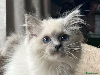 Ragdoll cats ❤️ Gorgeous ragdoll kittens ❤️ - Advert 3