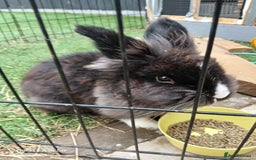 Lionhead rabbits for sale: 2 rabbit in need of a good home 8 months old in Birmingham - Image 7