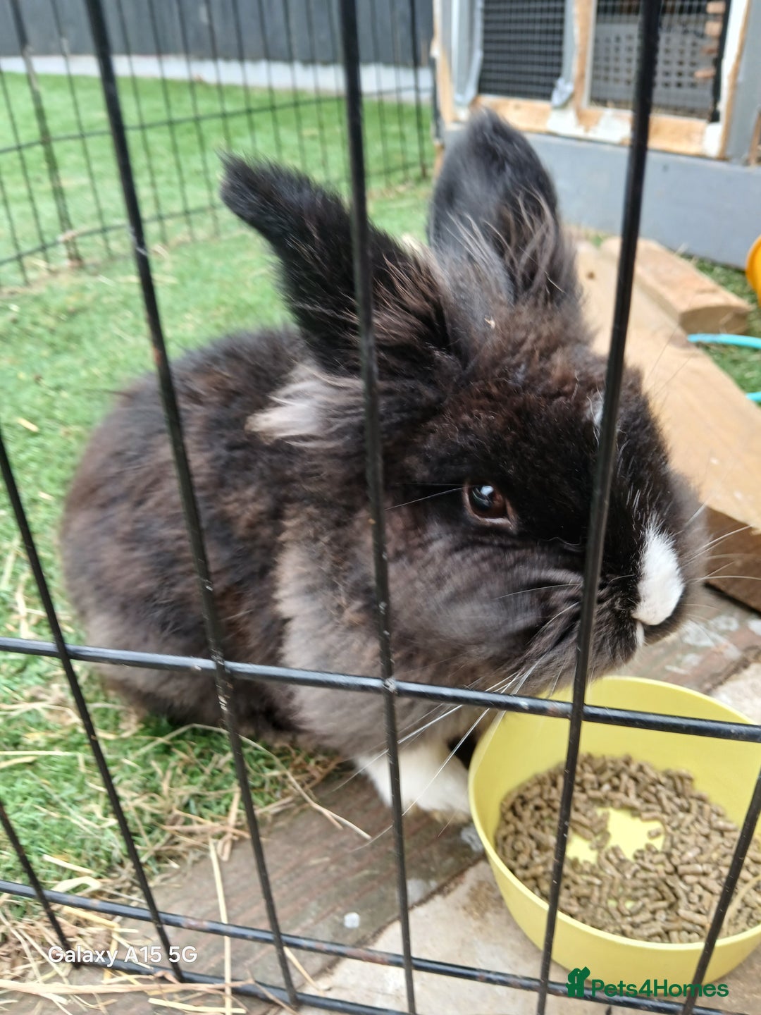 Lionhead rabbits for sale: 2 rabbit in need of a good home 8 months old in Birmingham - Image 7