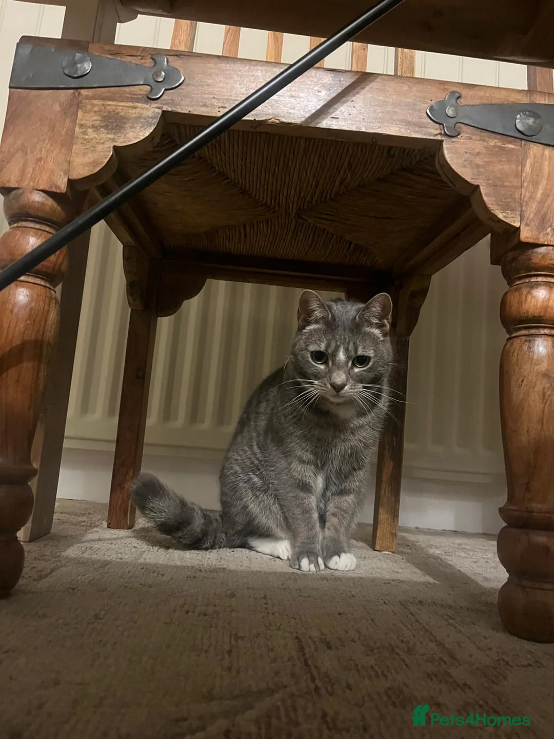 Mixed Breed cats for sale: Marty and Mable - Advert 5