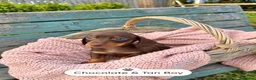 Miniature Dachshund dogs for sale: Miniature Dachshund Boys and Girl - Advert 25