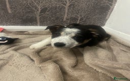 Border Collie dogs for sale: Nala Beautiful, short hair border collie female  - Image 6