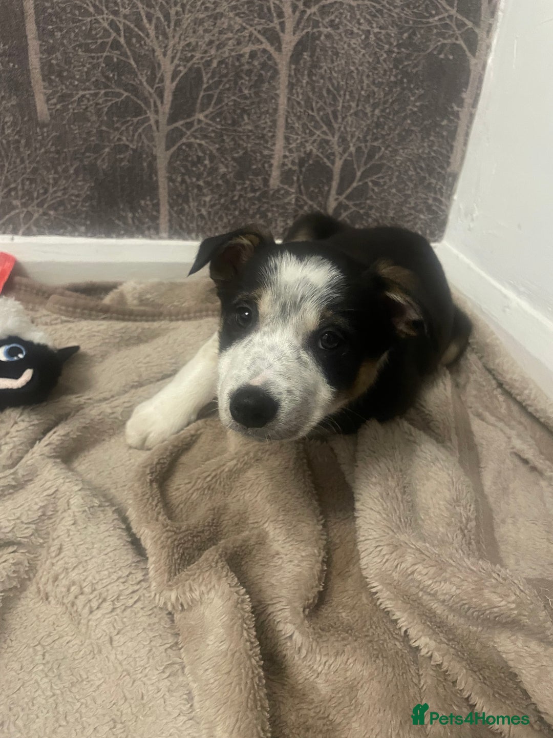 Border Collie dogs for sale: Nala Beautiful, short hair border collie female  - Image 6