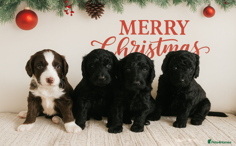 Goldendoodle dogs - Advert 4