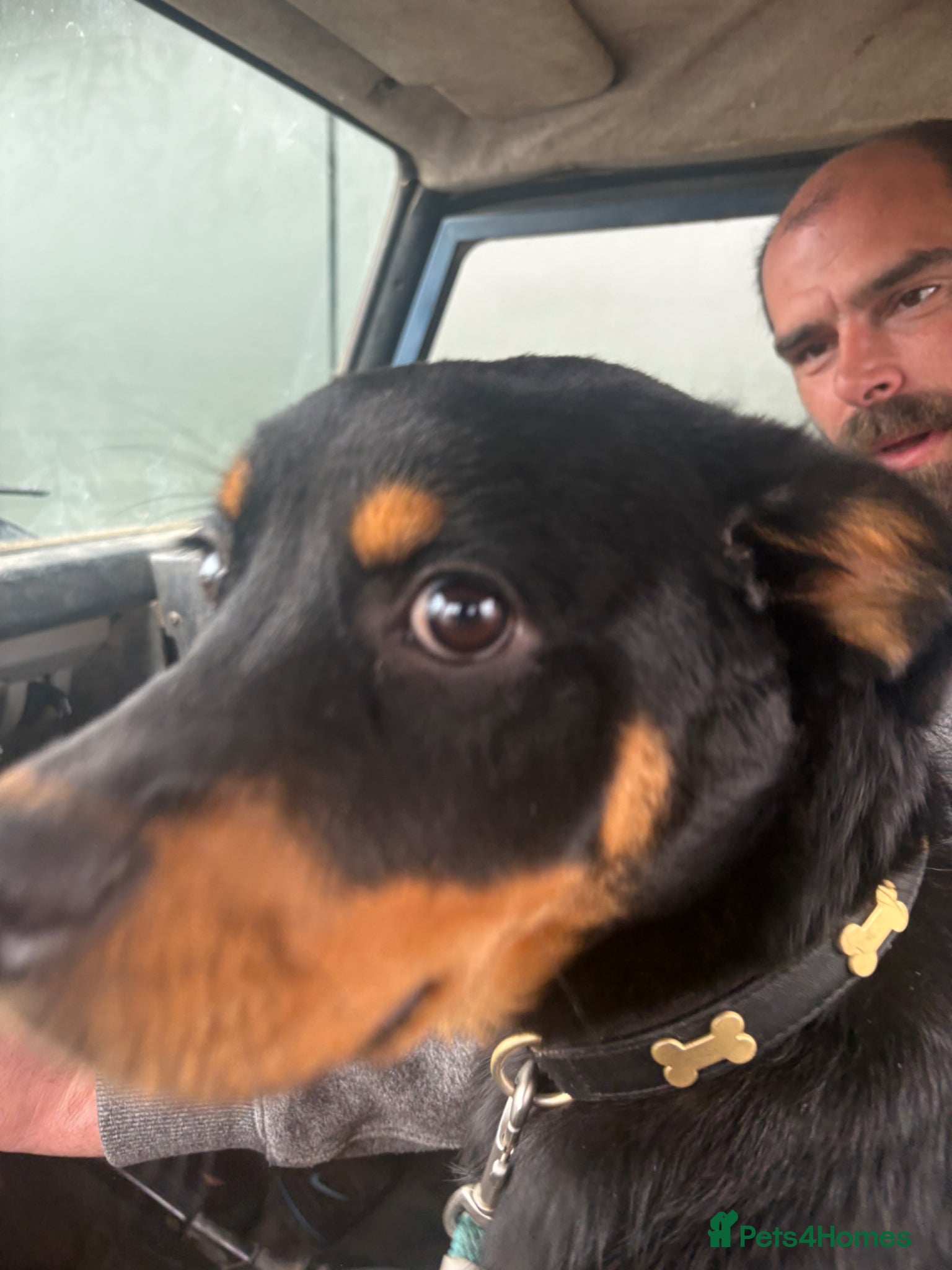 Rottweiler dogs Female Rottweiler  - Advert 1