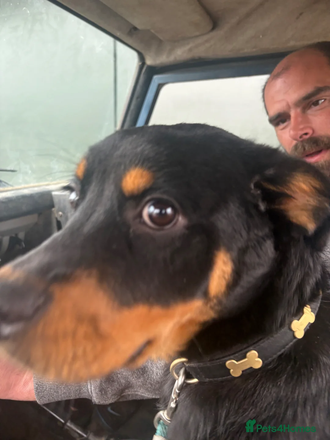 Rottweiler dogs for sale: Female Rottweiler  - Advert 1