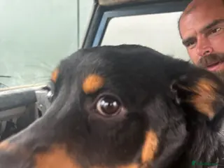 Rottweiler dogs Female Rottweiler - Advert 12