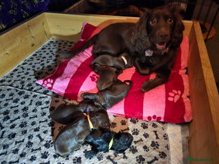 Cocker Spaniel dogs - Advert 17