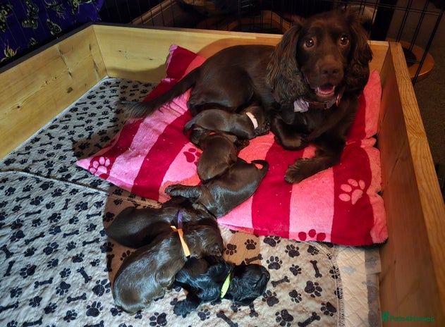 Cocker Spaniel dogs - Advert 1