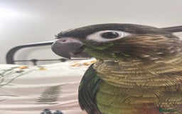 Conures birds for sale: URGENT SELL Tame 6-month old Male Conure in Wembley - Image 1