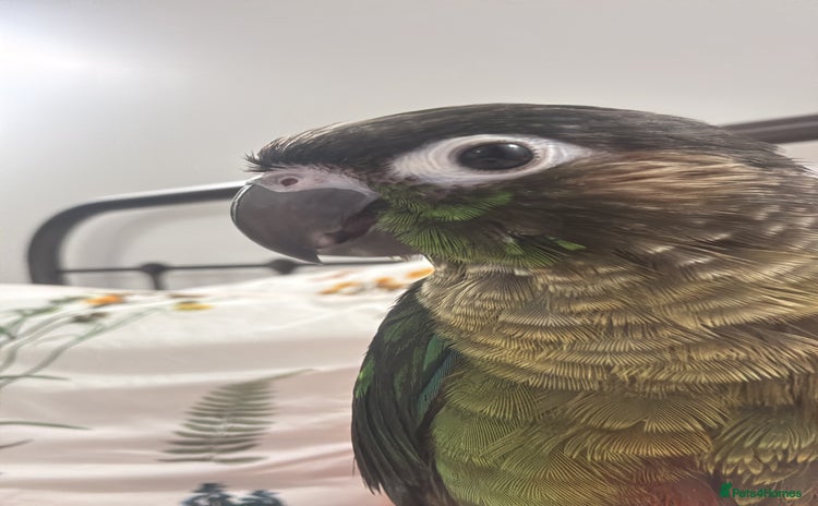 Conures birds in Wembley - Advert 1