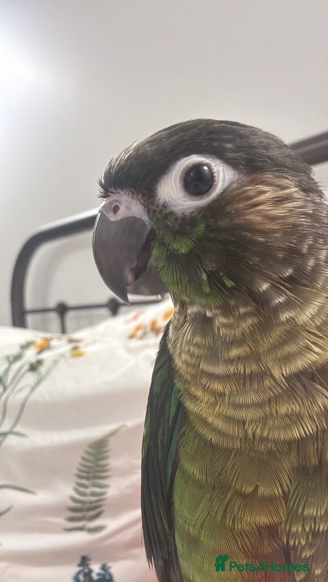 Conures birds for sale: URGENT SELL Tame 6-month old Male Conure in Wembley - Image 1