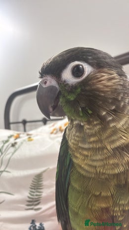 Conures birds in Wembley - Advert 1