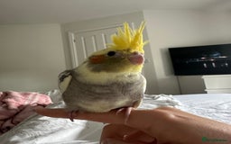 Cockatiels birds for sale: Cockatiel chicks  - Image 8