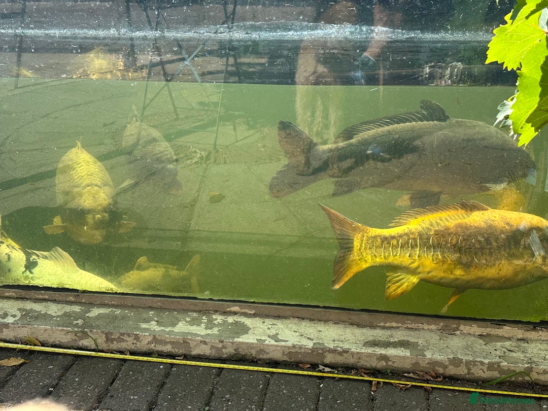 Koi Carp fish for sale: Koi carp for sale - Image 10