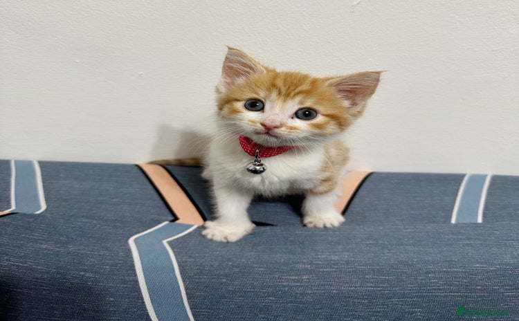 Mixed Breed cats - Advert 15