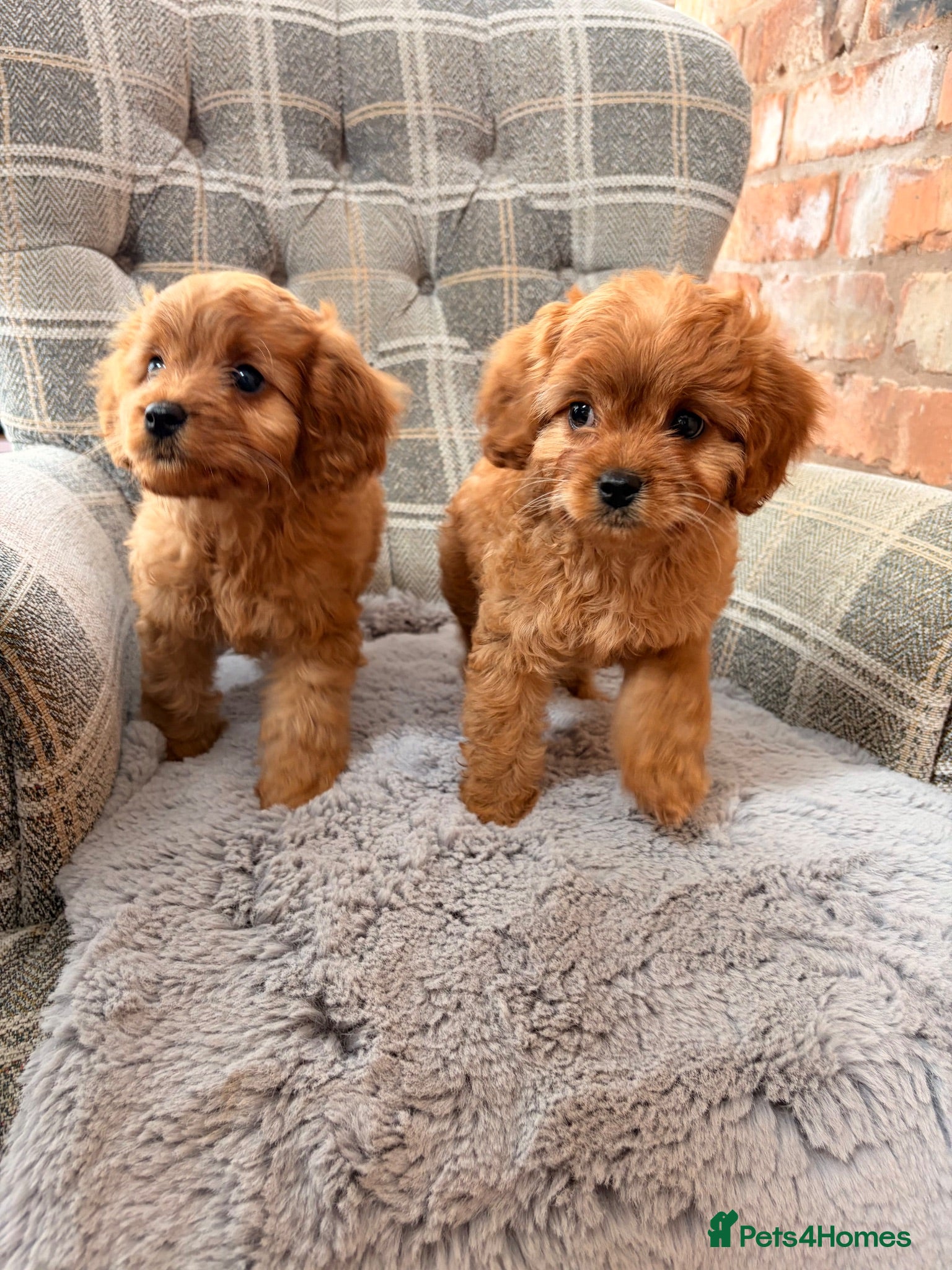 Cavapoo dogs F1 Red Toy cavapoo - Advert 1