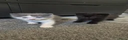 Nebelung cats for sale: 2 gorgeous nebelung kittens - Advert 7