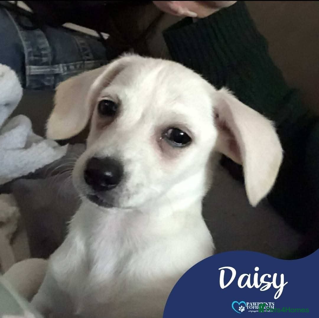 Mixed Breed dogs for adoption: Meet Daisy, currently residing in Telford - Image 1