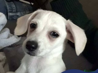 Mixed Breed dogs - Advert 5