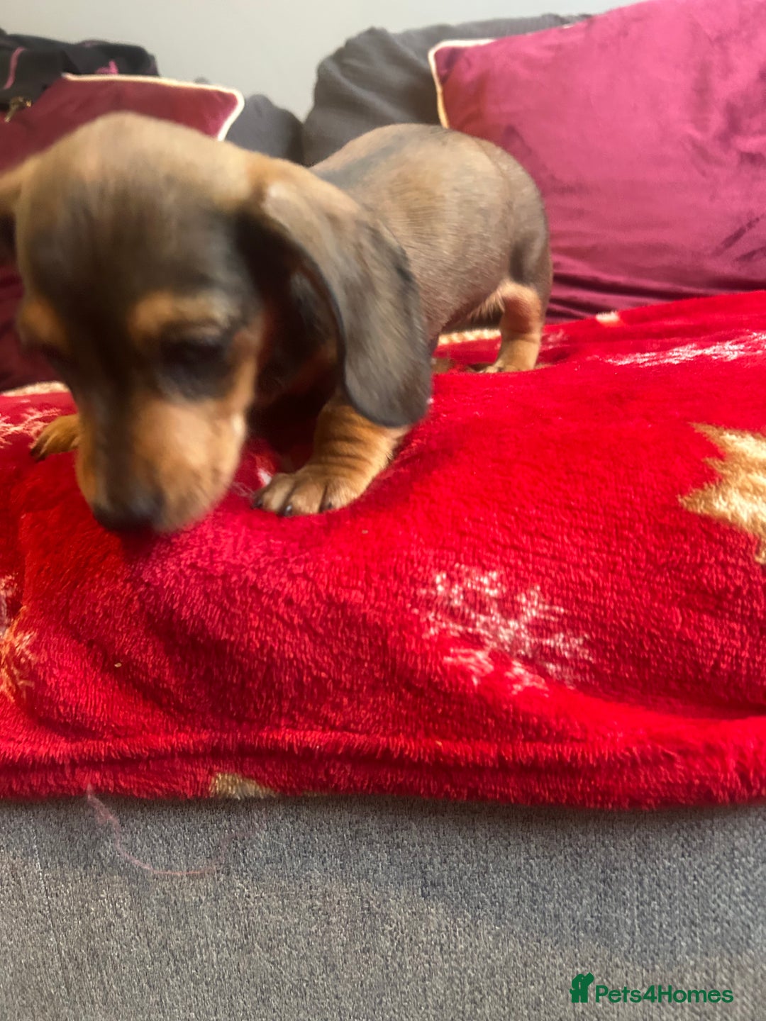 Miniature Dachshund dogs for sale: Miniature dachshund - Advert 24