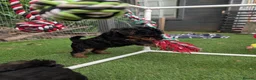 Welsh Terrier dogs for sale: Outstanding Litter of Champion Line Welsh Terriers - Advert 16