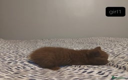 British Shorthair cats for sale: British shorthair kittens and scotish fold  - Image 12