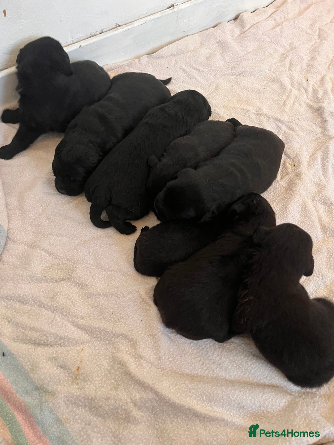 Mixed Breed dogs for sale: Rottie x golden retriever  - Advert 10