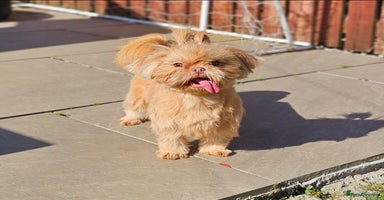 Shih Tzu dogs - Advert 3