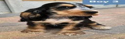 Cocker Spaniel dogs for sale: Ready to go 2 boys left show cocker spaniels - Advert 1