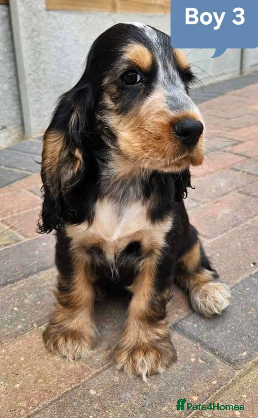 Cocker Spaniel dogs for sale: Ready to go 2 boys left show cocker spaniels - Advert 1