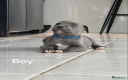 Staffordshire Bull Terrier dogs for sale: !!! Blue Staffordshire bull terriers !!! - Image 10
