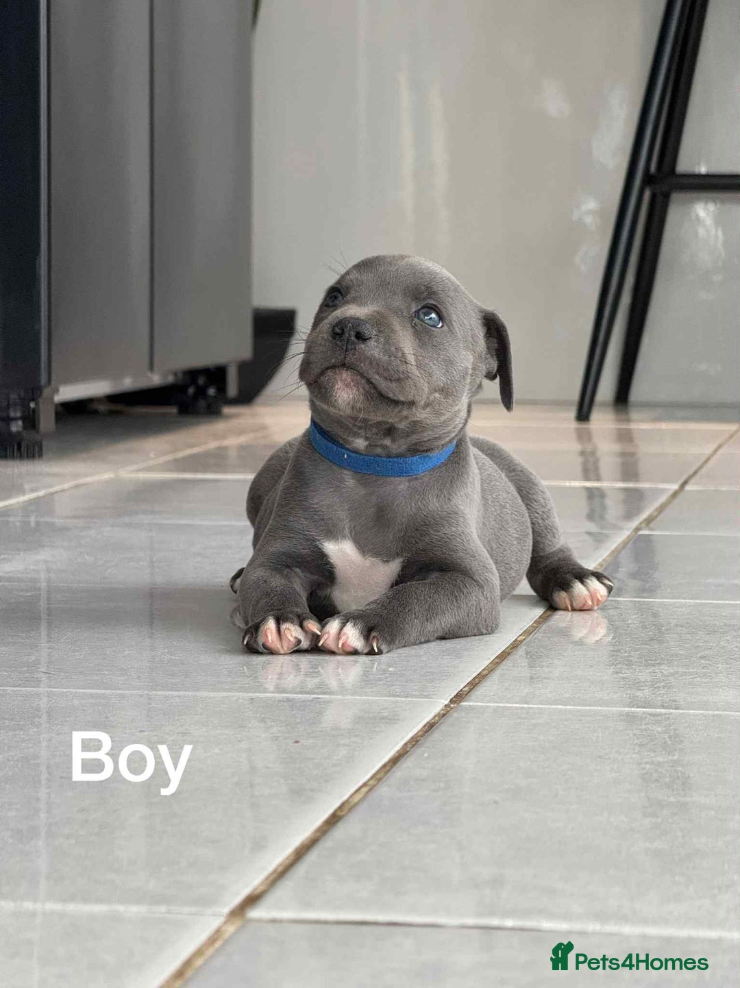 Staffordshire Bull Terrier dogs for sale: !!! Blue Staffordshire bull terriers !!! - Image 10