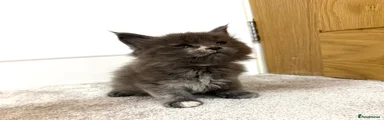 Female (Smokey)