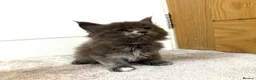 Maine Coon cats for sale: Stunning Fluffy Maine Coons - Advert 12