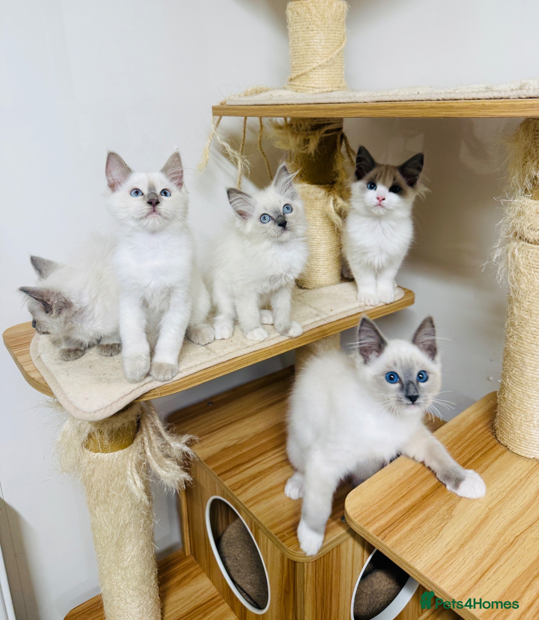 Ragdoll cats Beautiful ragdoll kittens  - Advert 1