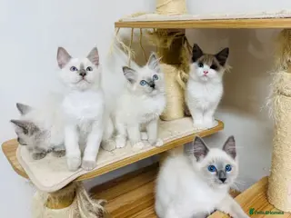 Ragdoll cats Beautiful ragdoll kittens - Advert 5
