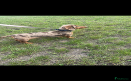 Miniature Dachshund dogs for stud: Kc Reg Dapple Miniature Dachshund for STUD ONLY - Image 2