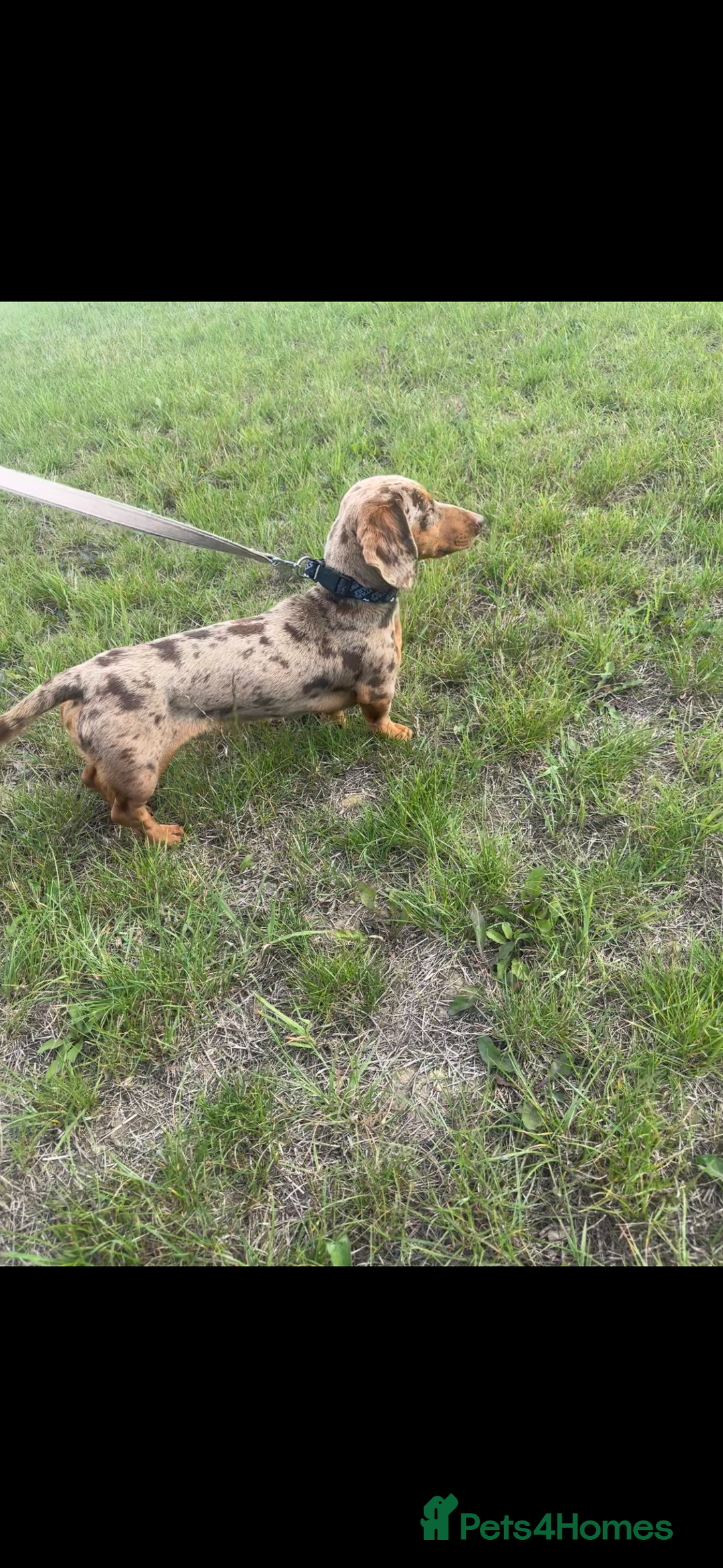 Miniature Dachshund dogs for stud: Kc Reg Dapple Miniature Dachshund for STUD ONLY - Image 2