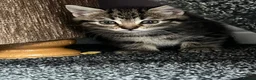Mixed Breed cats for sale: 1 beautiful tabby kitten ❤ - Advert 2