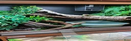 Dragon reptiles for sale: Chinese Water Dragon  - Advert 12