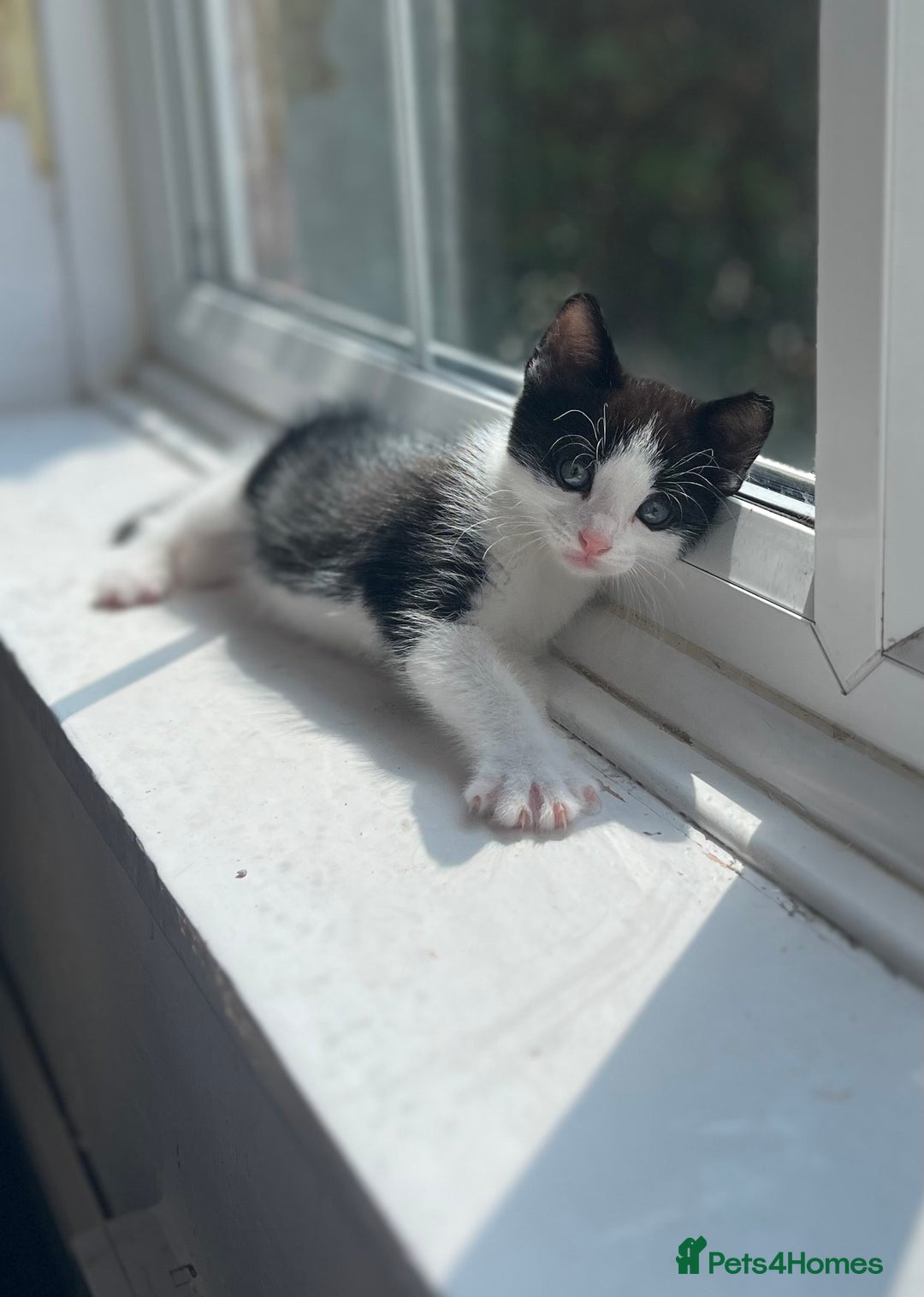 Mixed Breed cats for sale: 4 kittens for sale from 2 litters - Image 14