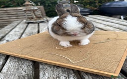 Netherland Dwarf rabbits for sale: Netherland dwarf young male rabbit  - Image 5
