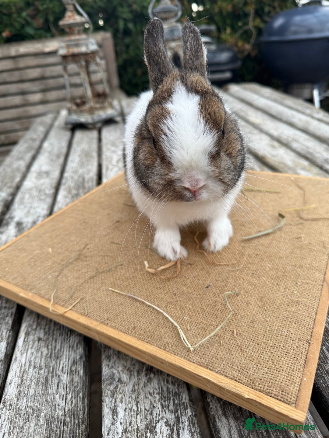 Netherland Dwarf rabbits for sale: Netherland dwarf young male rabbit  - Image 5