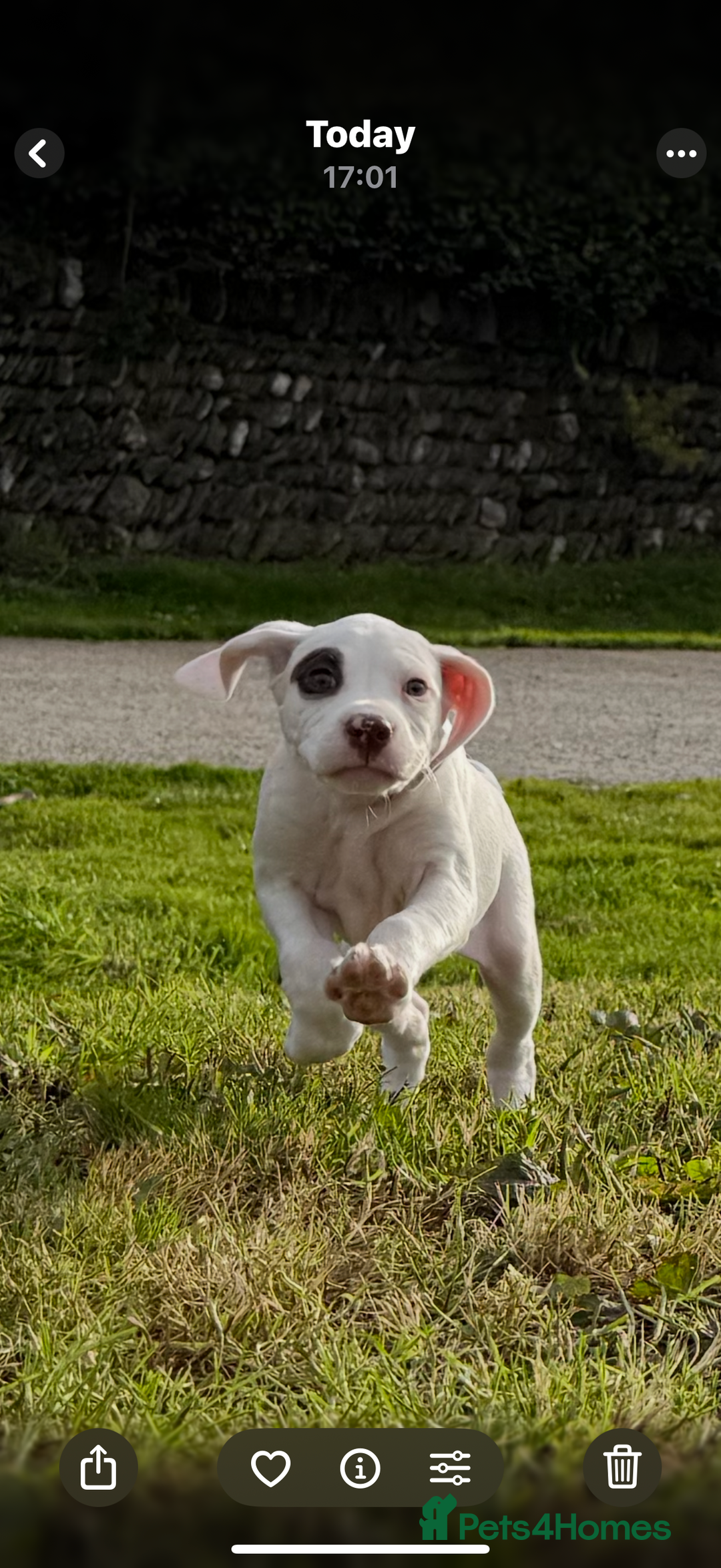 Pointer dogs for sale: French Pointer - Braque du Bourbonnais 🇫🇷  - Image 3