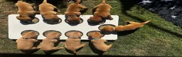 Labrador Retriever dogs for sale: Fox Red Labrador Puppies 🐾 - Advert 5