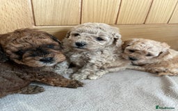Cavapoo dogs for sale: **CAVAPOO F1B PUPS** - Image 4
